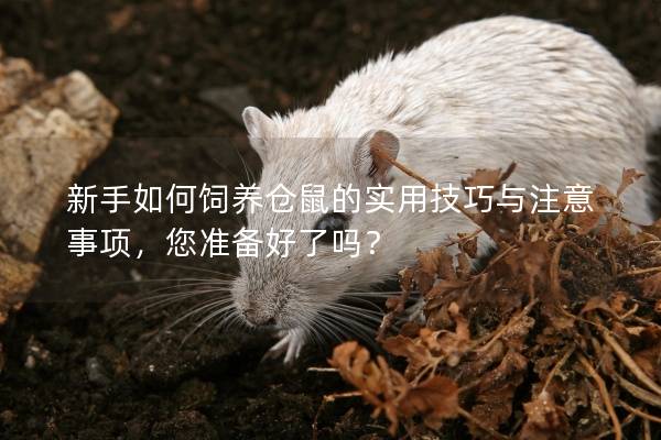 新手如何饲养仓鼠的实用技巧与注意事项，您准备好了吗？