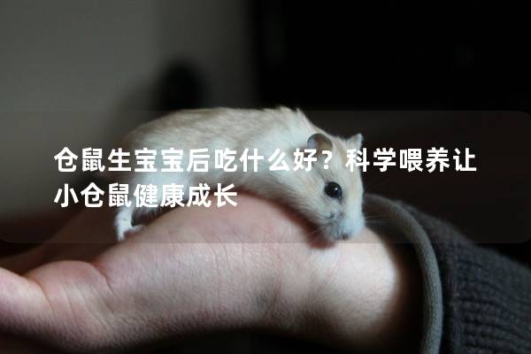 仓鼠生宝宝后吃什么好？科学喂养让小仓鼠健康成长