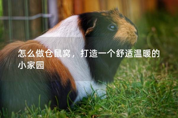 怎么做仓鼠窝，打造一个舒适温暖的小家园
