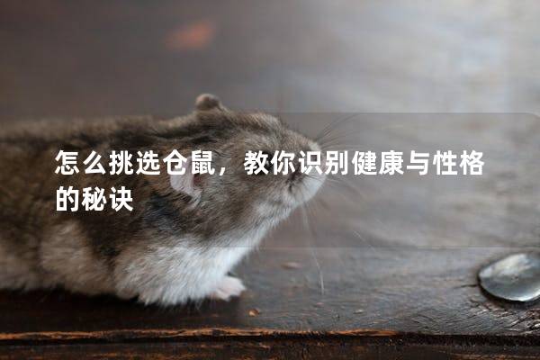 怎么挑选仓鼠,教你识别健康与性格的秘诀 怎么挑选仓鼠,教你识别健康与性格的秘诀