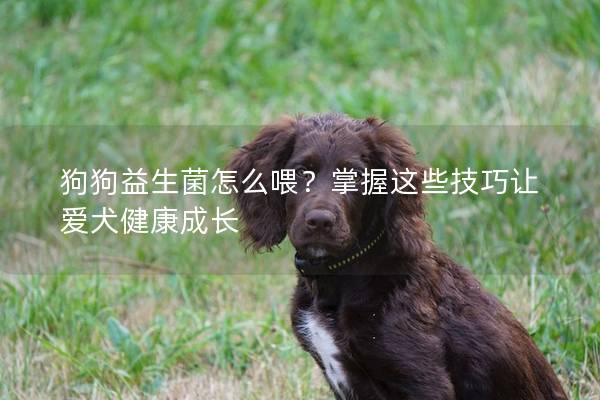 狗狗益生菌怎么喂？掌握这些技巧让爱犬健康成长