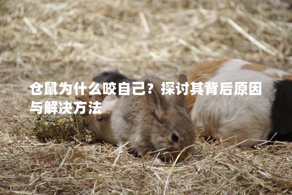 仓鼠为什么咬自己？探讨其背后原因与解决方法