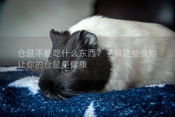 仓鼠不能吃什么东西？了解这些食物让你的仓鼠更健康