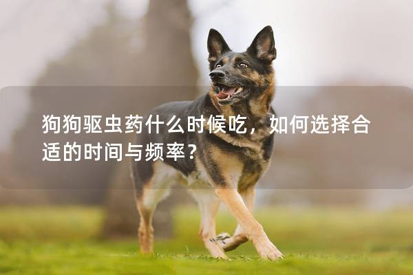 狗狗驱虫药什么时候吃，如何选择合适的时间与频率？