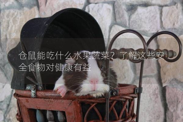 仓鼠能吃什么水果蔬菜？了解这些安全食物对健康有益