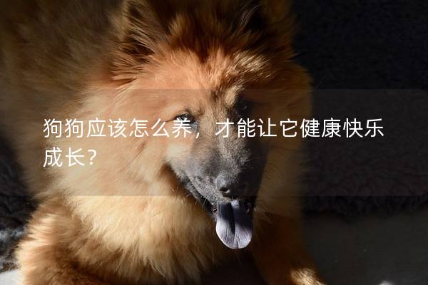 狗狗应该怎么养,才能让它健康快乐成长? 狗狗应该怎么养,才能让它健康快乐成长?