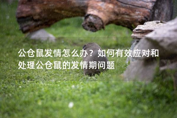 公仓鼠发情怎么办？如何有效应对和处理公仓鼠的发情期问题