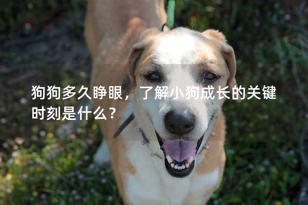 狗狗多久睁眼,了解小狗成长的关键时刻是什么? 狗狗多久睁眼,了解小狗成长的关键时刻是什么?