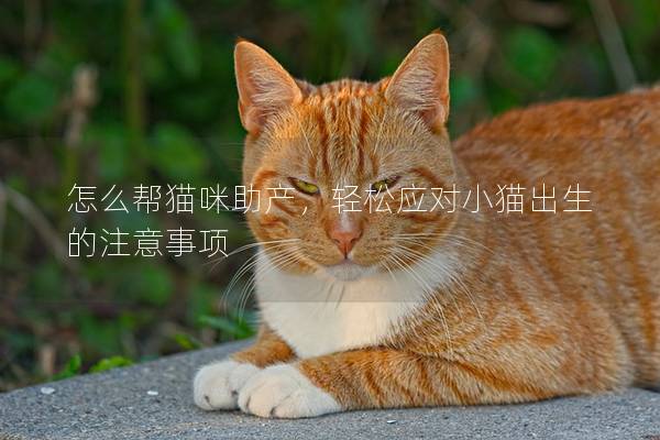 怎么帮猫咪助产，轻松应对小猫出生的注意事项