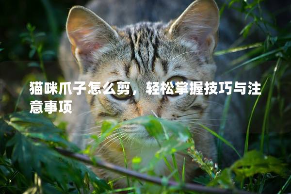 猫咪爪子怎么剪，轻松掌握技巧与注意事项