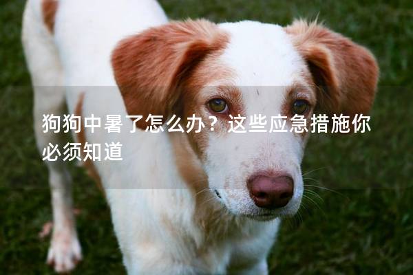 狗狗中暑了怎么办？这些应急措施你必须知道