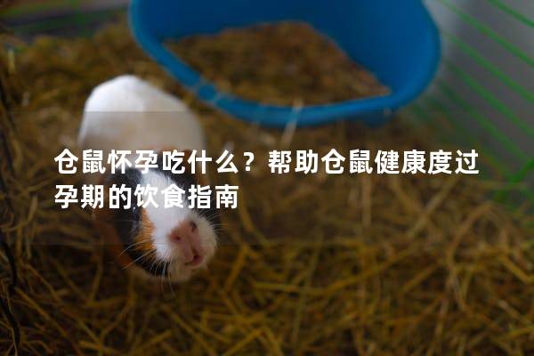 仓鼠怀孕吃什么？帮助仓鼠健康度过孕期的饮食指南