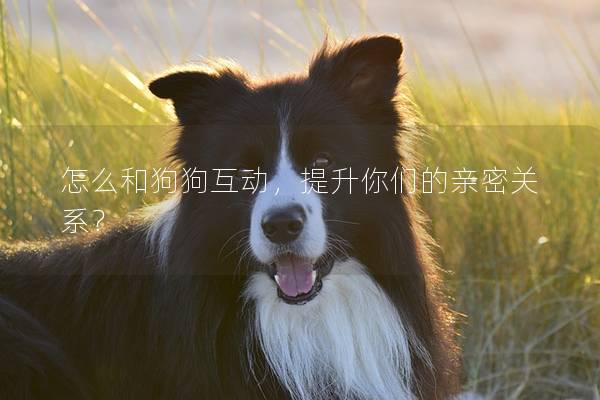 怎么和狗狗互动，提升你们的亲密关系？