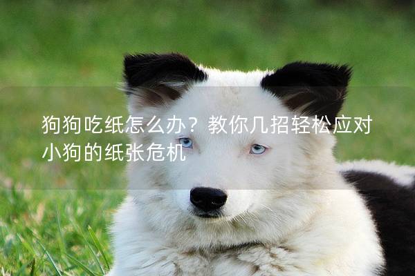 狗狗吃纸怎么办？教你几招轻松应对小狗的纸张危机