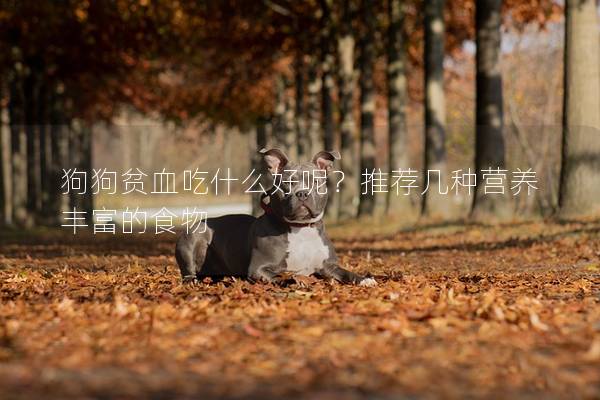 狗狗贫血吃什么好呢？推荐几种营养丰富的食物