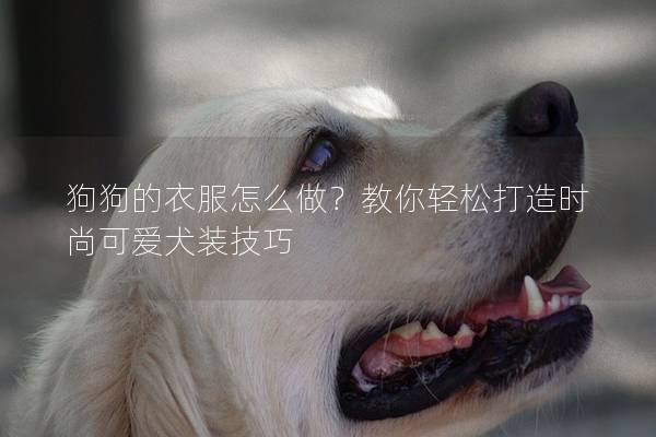 狗狗的衣服怎么做？教你轻松打造时尚可爱犬装技巧