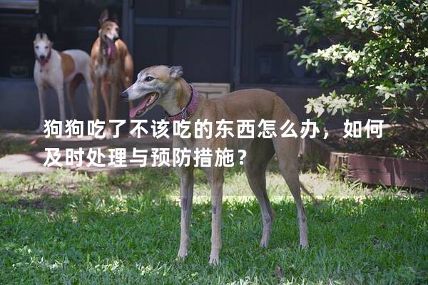 狗狗吃了不该吃的东西怎么办，如何及时处理与预防措施？