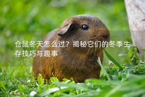 仓鼠冬天怎么过？揭秘它们的冬季生存技巧与趣事