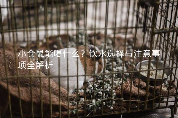 小仓鼠能喝什么？饮水选择与注意事项全解析