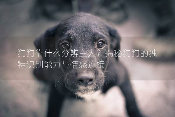 狗狗靠什么分辨主人？揭秘狗狗的独特识别能力与情感连接