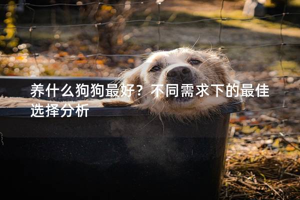 养什么狗狗最好?不同需求下的最佳选择分析 养什么狗狗最好?不同需求下的最佳选择分析