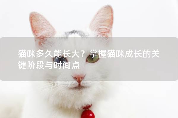 猫咪多久能长大？掌握猫咪成长的关键阶段与时间点