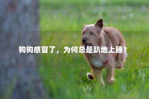 狗狗感冒了,为何总是趴地上睡? 狗狗感冒了,为何总是趴地上睡?