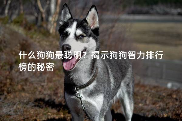 什么狗狗最聪明?揭示狗狗智力排行榜的秘密 什么狗狗最聪明?揭示狗狗智力排行榜的秘密