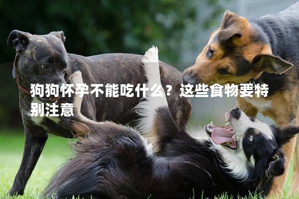 狗狗怀孕不能吃什么？这些食物要特别注意
