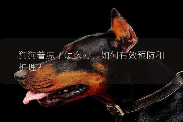 狗狗着凉了怎么办，如何有效预防和护理？