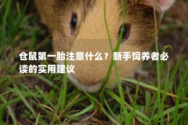 仓鼠第一胎注意什么？新手饲养者必读的实用建议