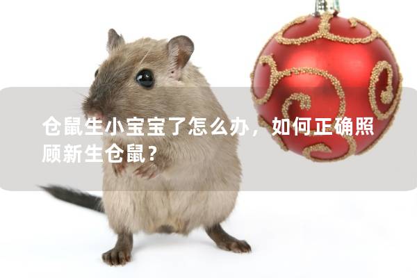 仓鼠生小宝宝了怎么办，如何正确照顾新生仓鼠？