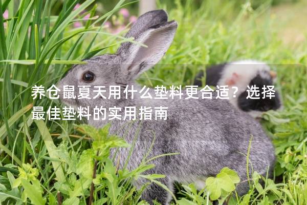 养仓鼠夏天用什么垫料更合适？选择最佳垫料的实用指南