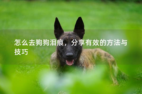 怎么去狗狗泪痕,分享有效的方法与技巧 怎么去狗狗泪痕,分享有效的方法与技巧