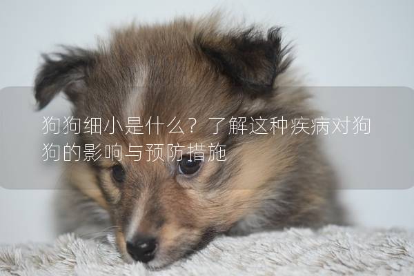 狗狗细小是什么？了解这种疾病对狗狗的影响与预防措施