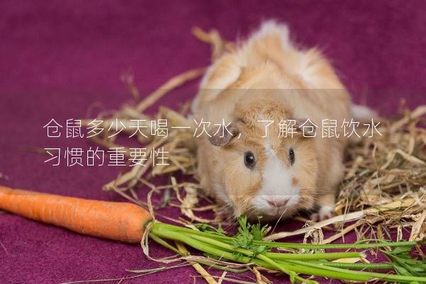 仓鼠多少天喝一次水，了解仓鼠饮水习惯的重要性