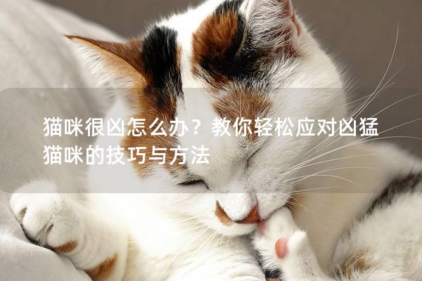 猫咪很凶怎么办?教你轻松应对凶猛猫咪的技巧与方法 猫咪很凶怎么办?教你轻松应对凶猛猫咪的技巧与方法