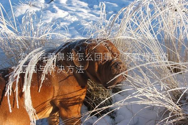狗狗有黄鼻涕怎么回事?了解背后的原因与解决方法 狗狗有黄鼻涕怎么回事?了解背后的原因与解决方法