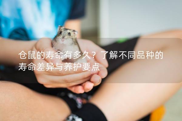 仓鼠的寿命有多久？了解不同品种的寿命差异与养护要点
