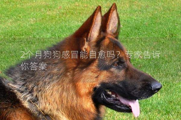 2个月狗狗感冒能自愈吗？专家告诉你答案