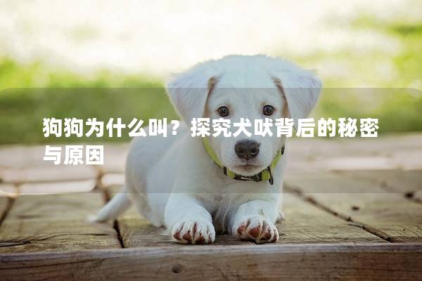 狗狗为什么叫？探究犬吠背后的秘密与原因