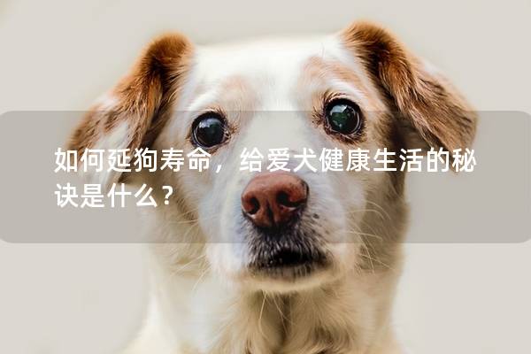 如何延狗寿命，给爱犬健康生活的秘诀是什么？