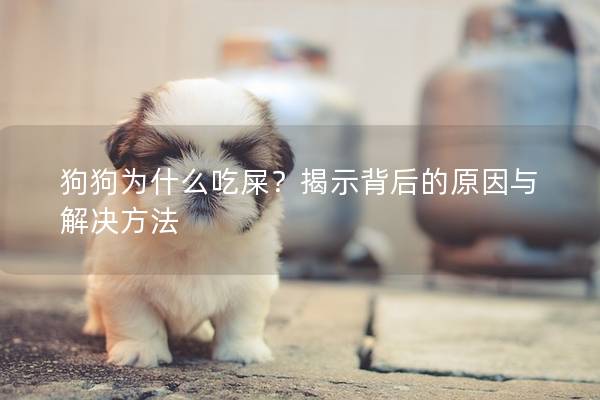 狗狗为什么吃屎？揭示背后的原因与解决方法