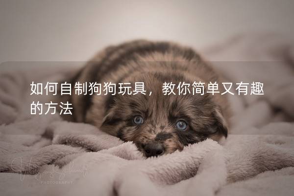 如何自制狗狗玩具，教你简单又有趣的方法