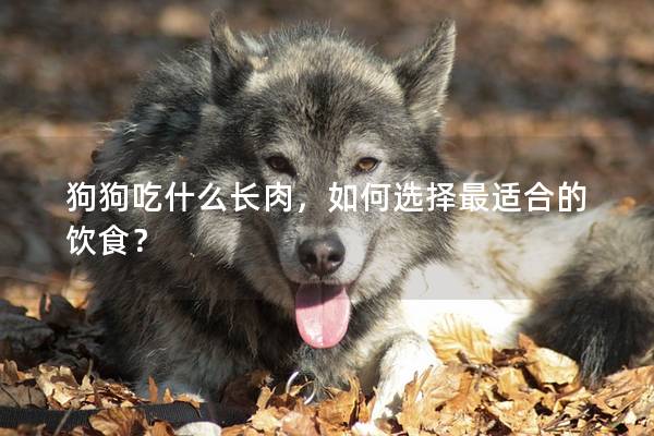 狗狗吃什么长肉，如何选择最适合的饮食？