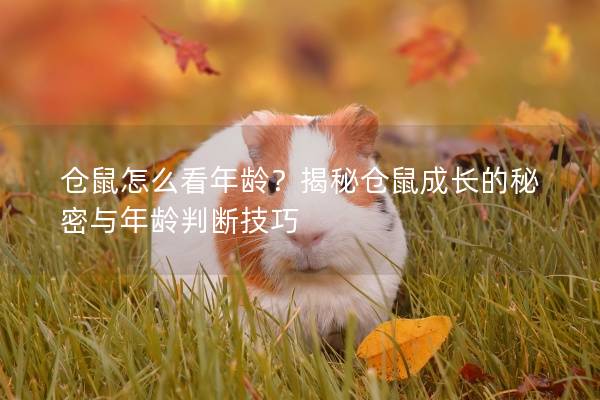 仓鼠怎么看年龄？揭秘仓鼠成长的秘密与年龄判断技巧