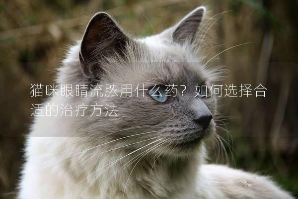 猫咪眼睛流脓用什么药？如何选择合适的治疗方法