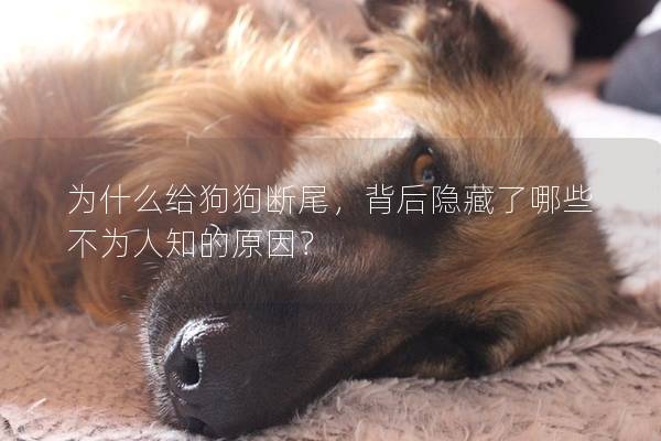 为什么给狗狗断尾，背后隐藏了哪些不为人知的原因？