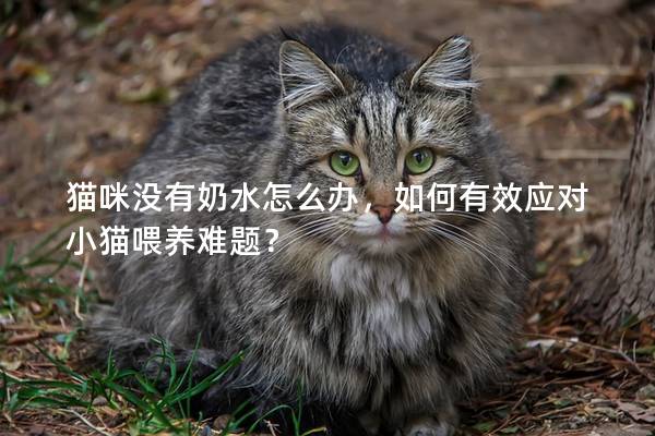 猫咪没有奶水怎么办，如何有效应对小猫喂养难题？