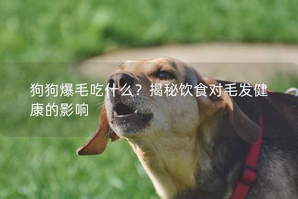 狗狗爆毛吃什么？揭秘饮食对毛发健康的影响